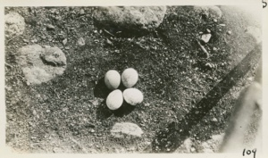 Image of Eggs of Gryfalcon